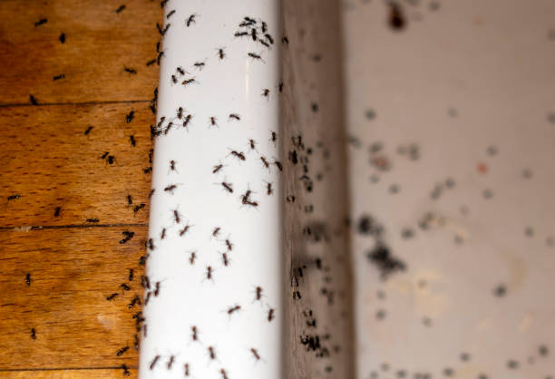 Best Affordable Pest Control Services  in Mammoth Spring, AR