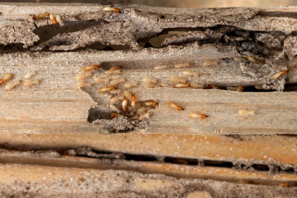 Best Emergency Pest Control  in Mammoth Spring, AR