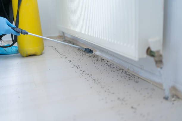 Best Pest Control Near Me in Mammoth Spring, AR