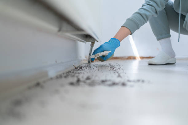 Best Affordable Pest Control Services  in Mammoth Spring, AR